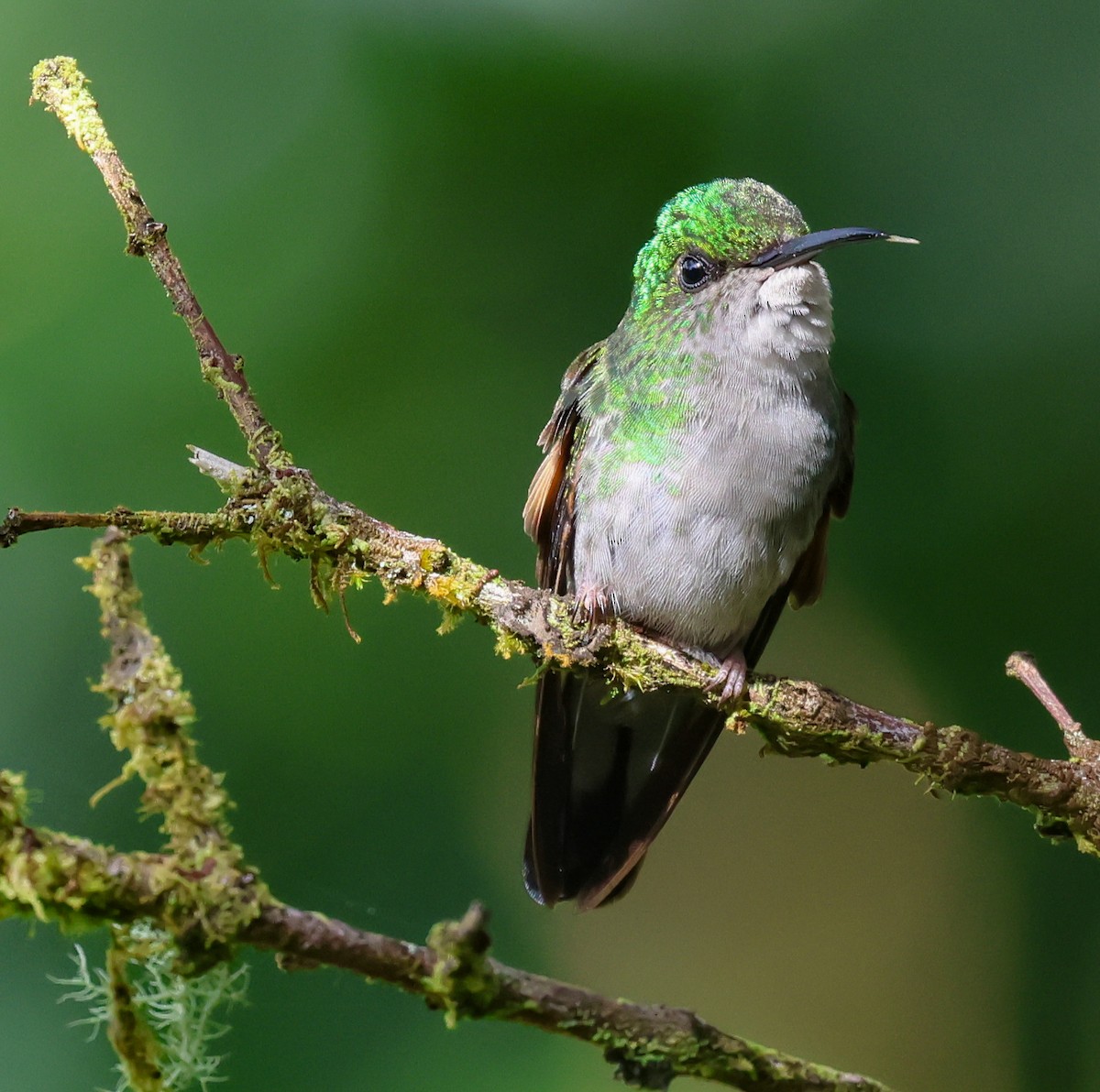 Stripe-tailed Hummingbird - ML647042753