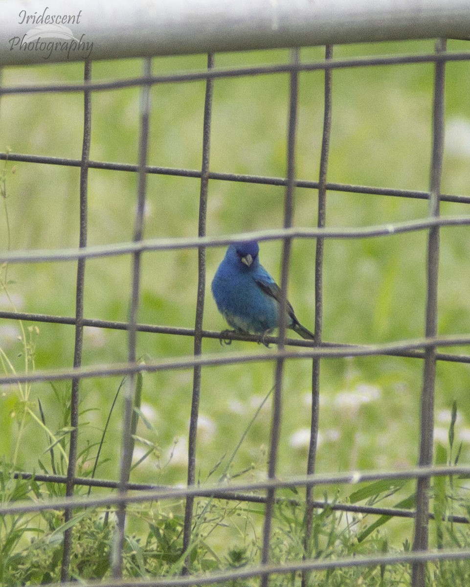Indigo Bunting - ML647042760