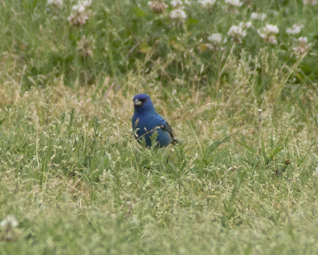 Indigo Bunting - ML647042761