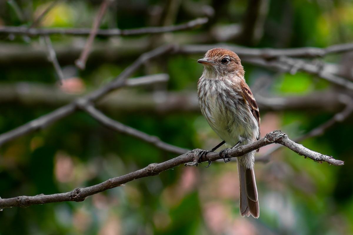 Bran-colored Flycatcher - ML647042762