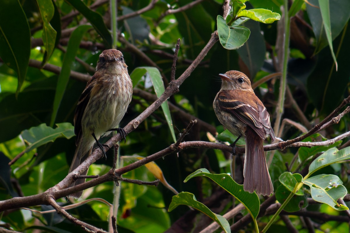 Bran-colored Flycatcher - ML647042763