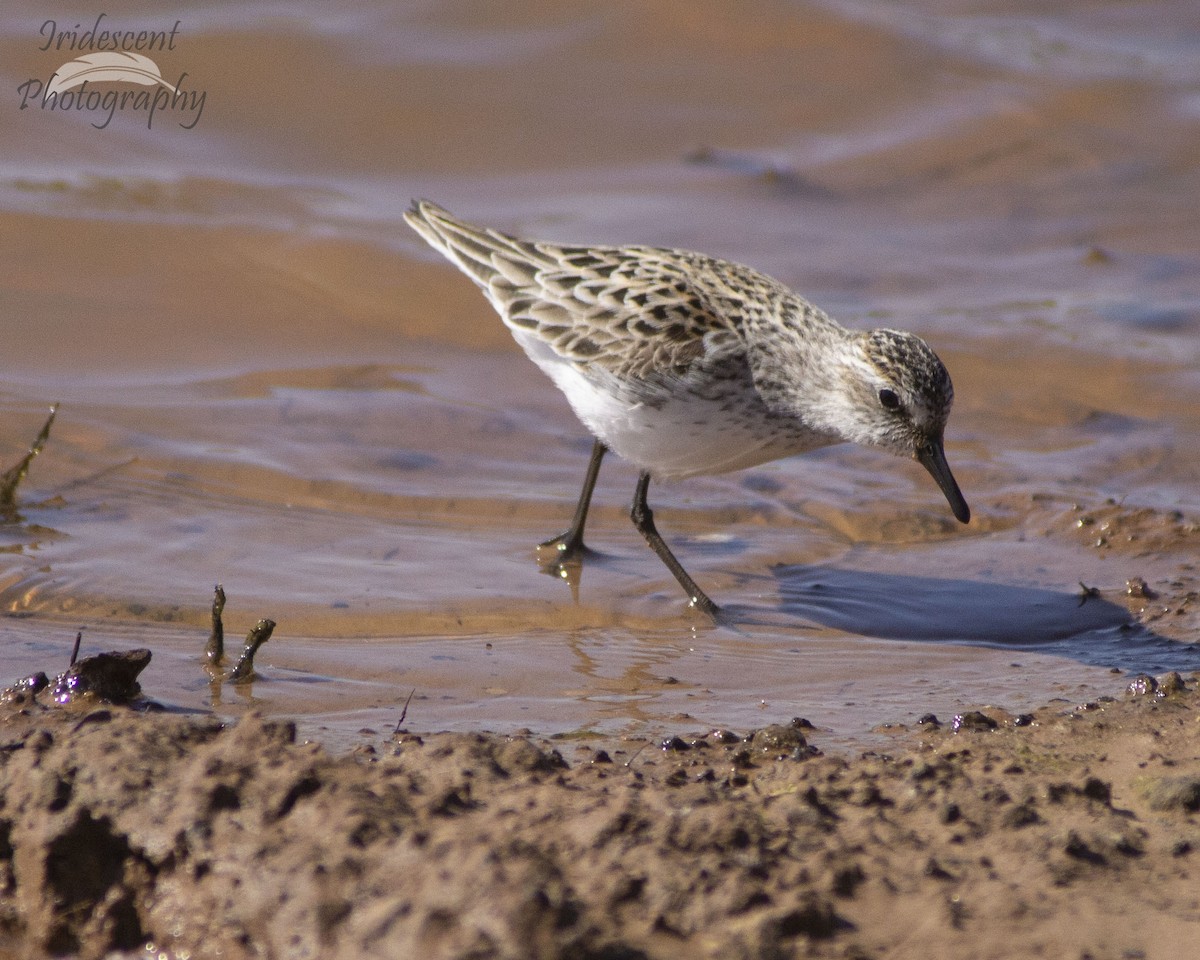 Semipalmated Sandpiper - ML647042768