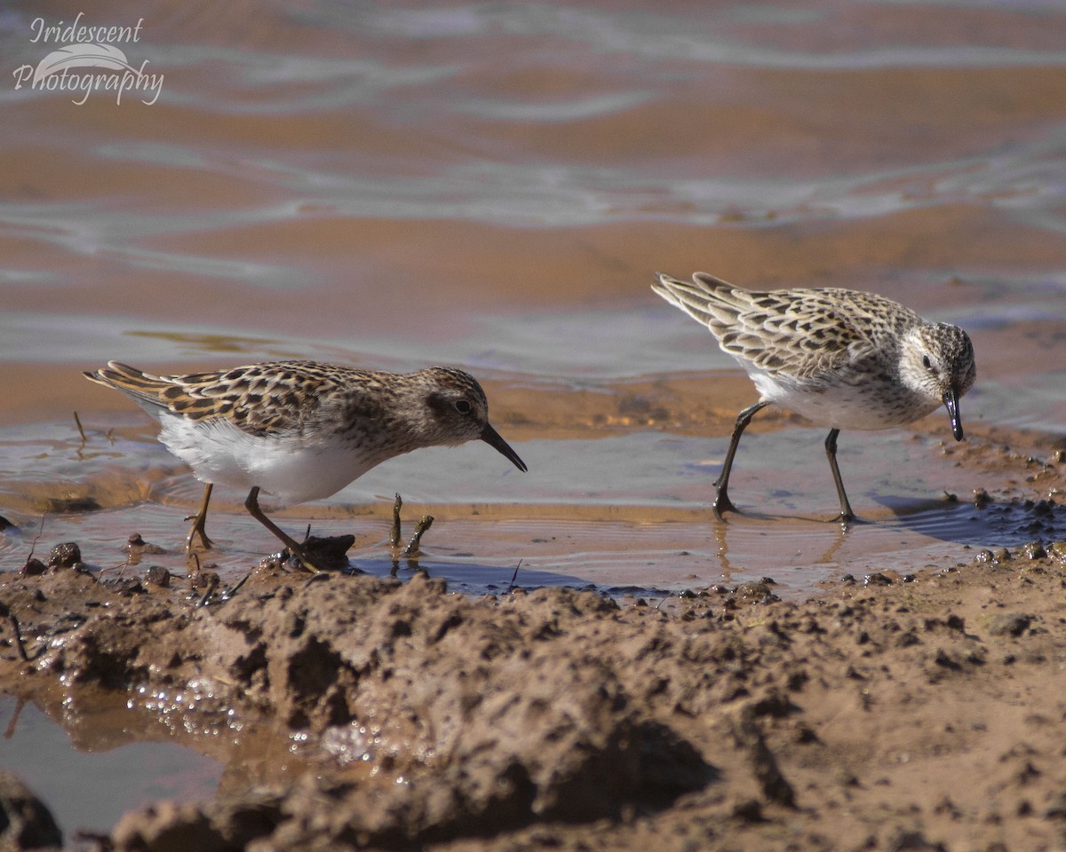 Semipalmated Sandpiper - ML647042769