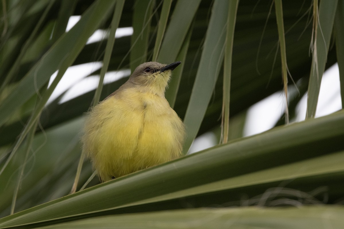 Cattle Tyrant - ML647042772