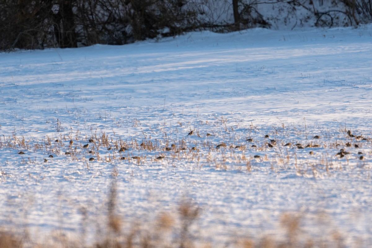 Allodola golagialla - ML647042784