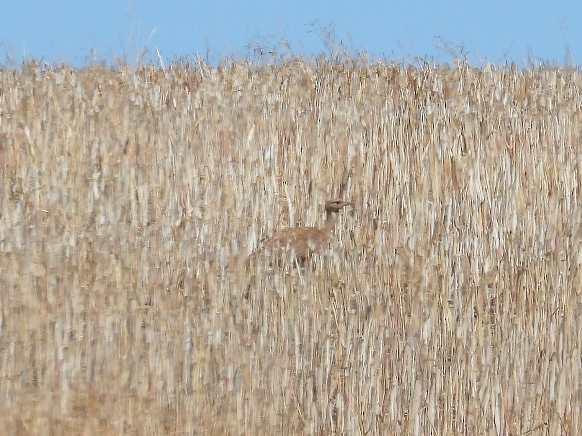 Karoo Bustard - ML647042807