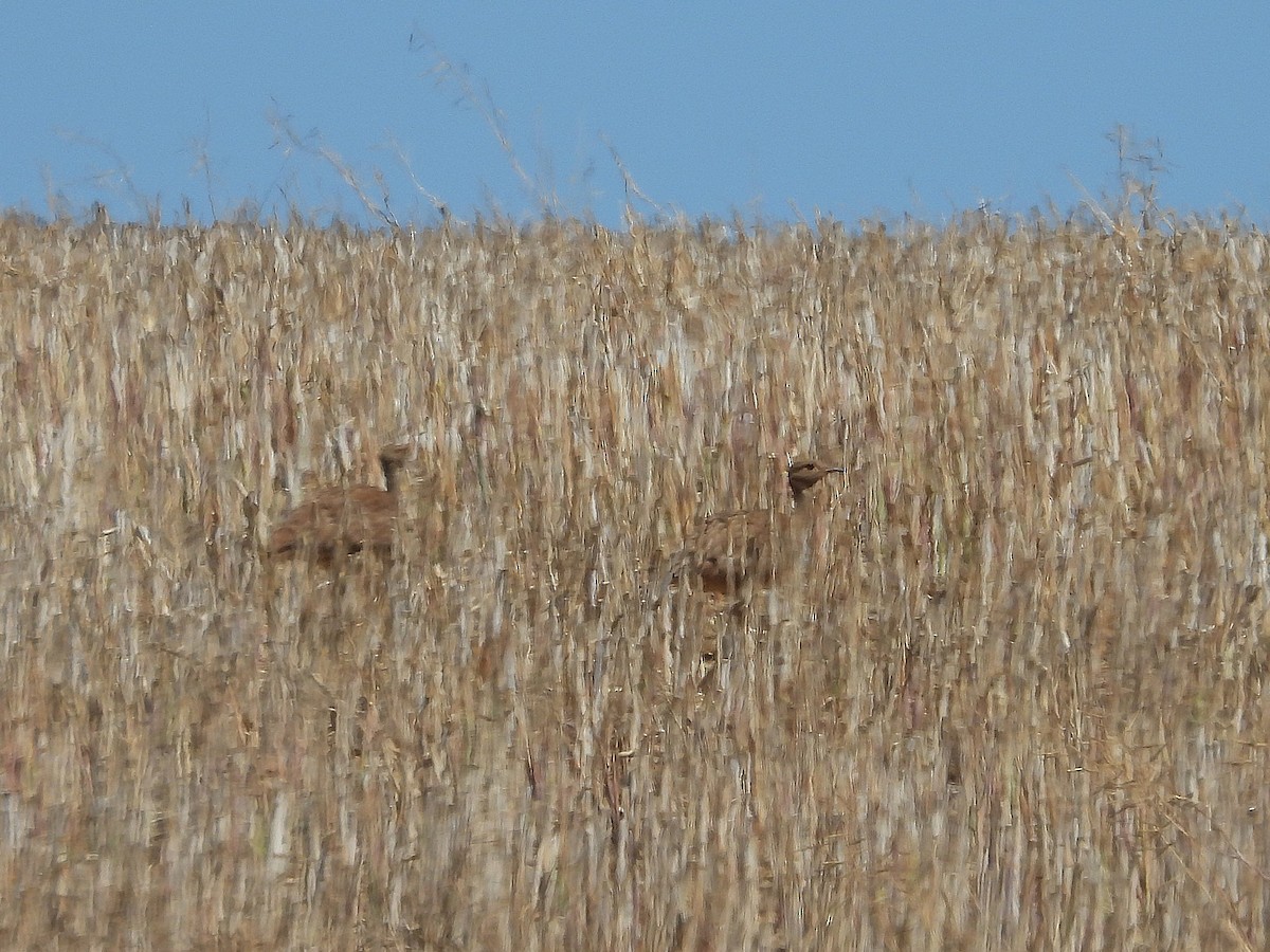 Karoo Bustard - ML647042808