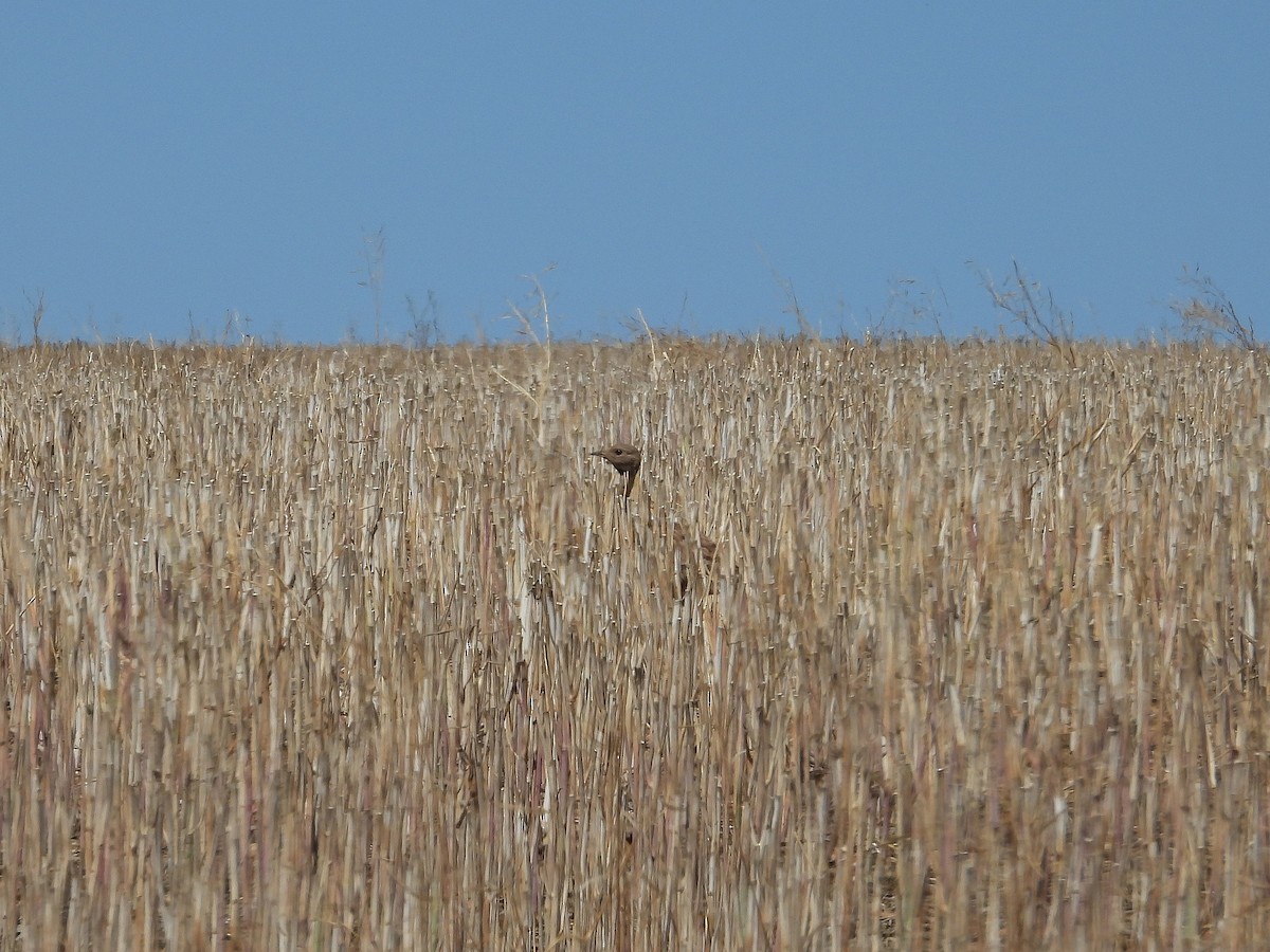 Karoo Bustard - ML647042809