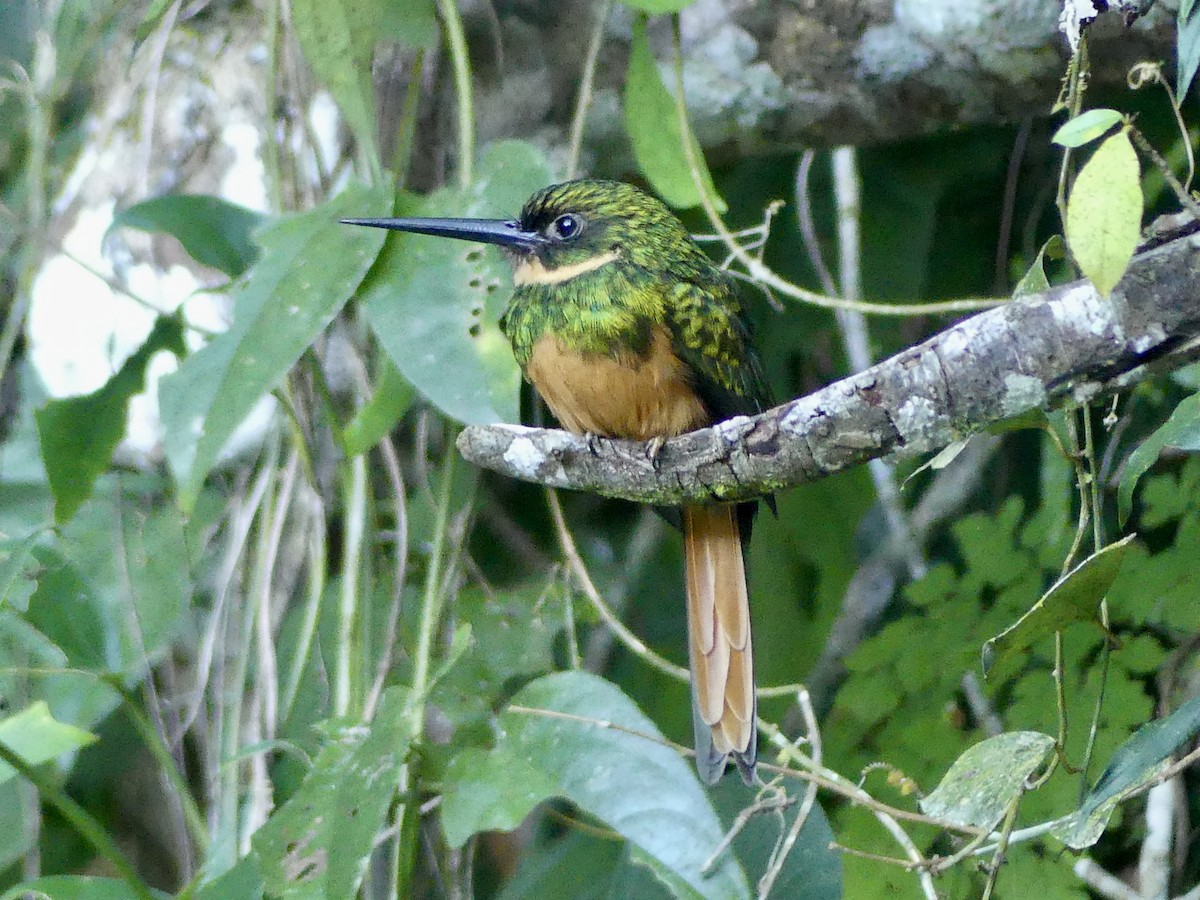 Rufous-tailed Jacamar - ML647042819