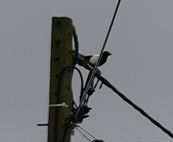 Eurasian Magpie - ML647042823