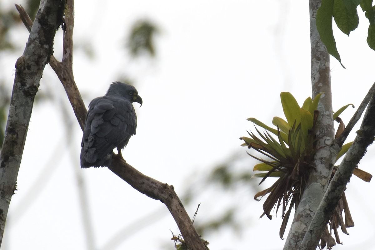 Hook-billed Kite (Hook-billed) - ML647042826