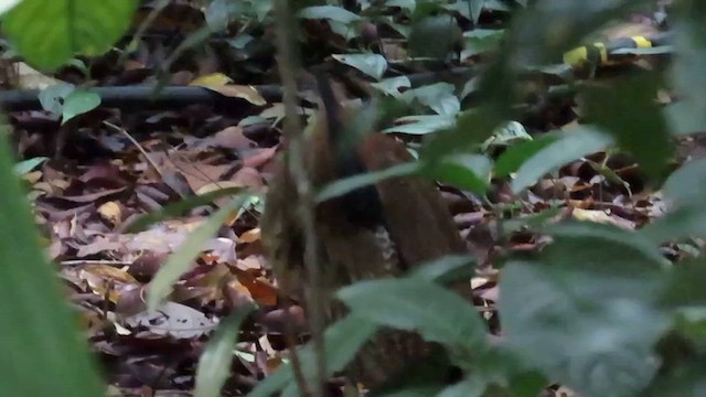 Malay Gece Balıkçılı - ML647042842