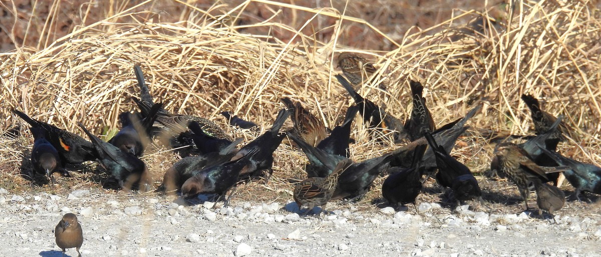 Braunkopf-Kuhstärling - ML647042850