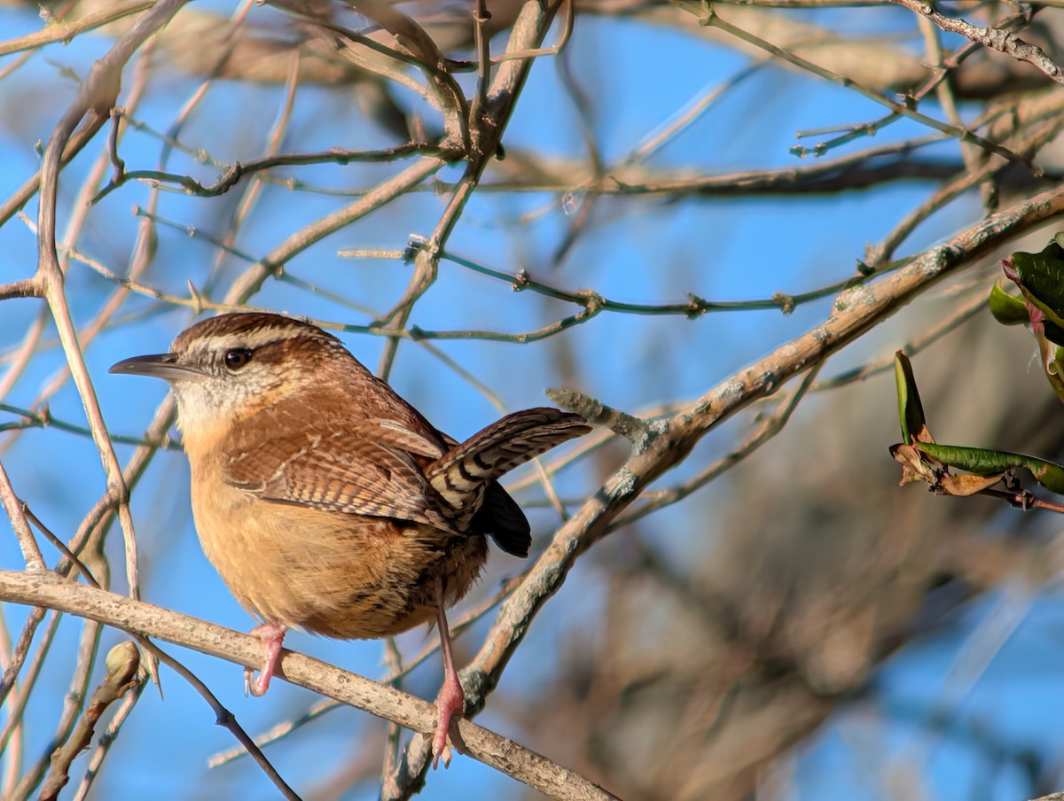 Carolina Wren - ML647042857