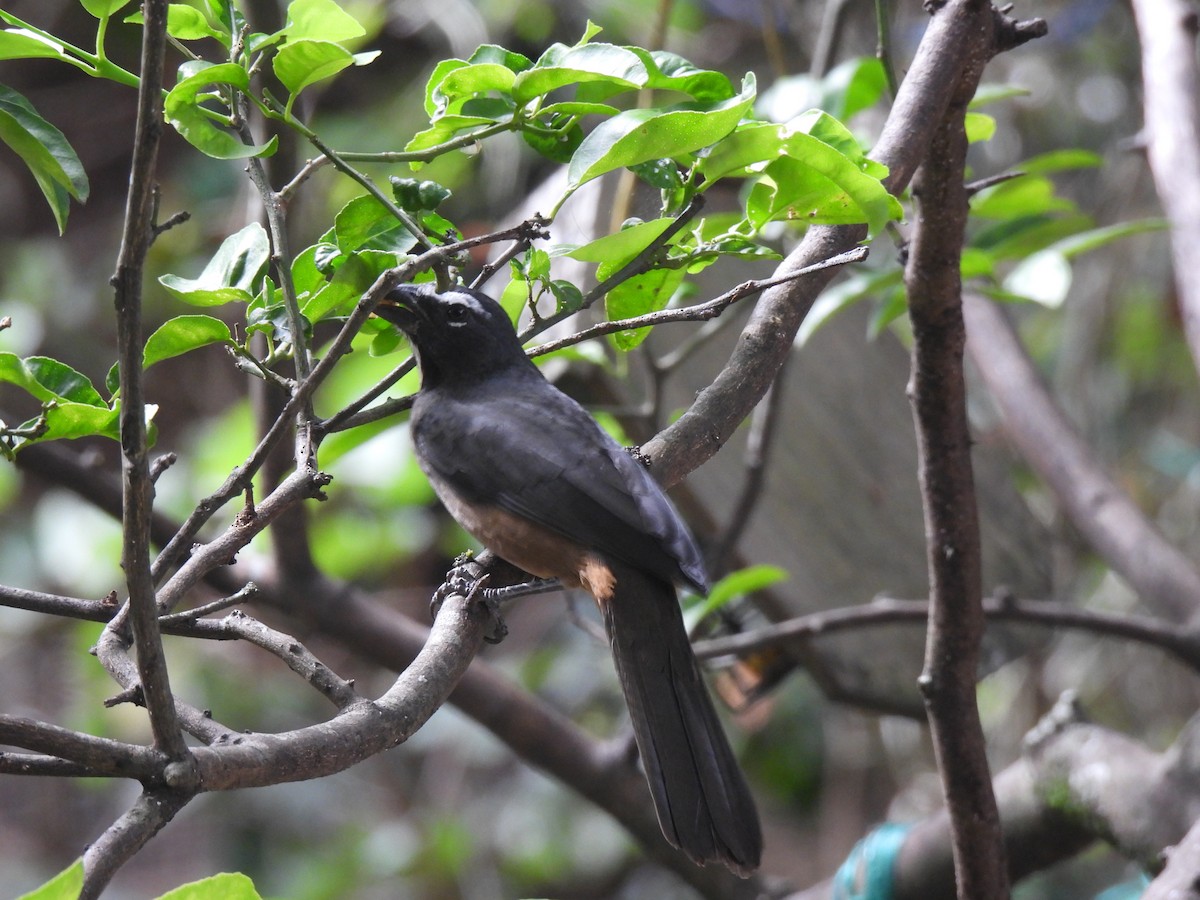 Kuzeyli Kurşuni Saltator - ML647042859