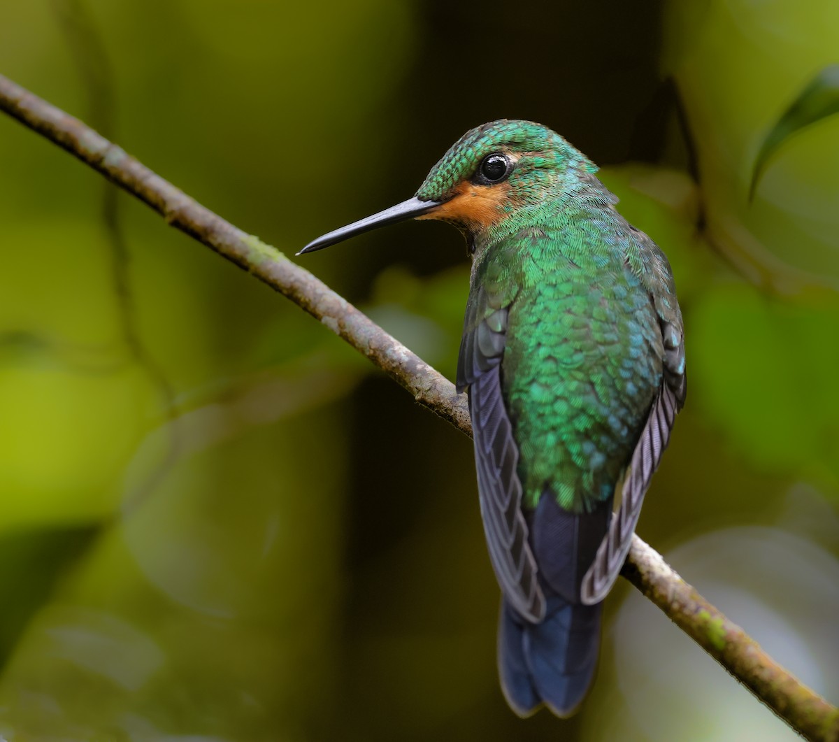 Green-crowned Brilliant - ML647042871