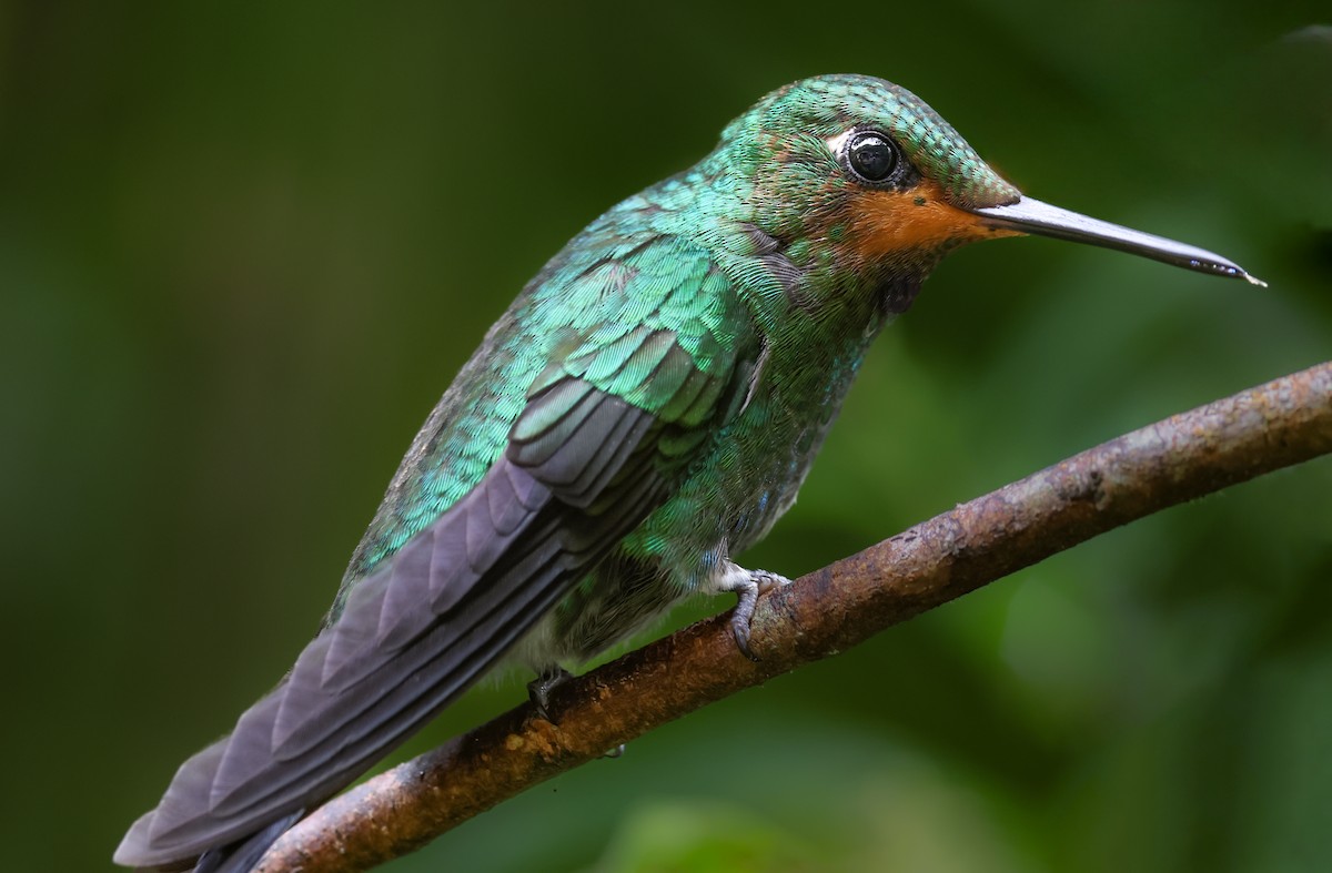 Green-crowned Brilliant - ML647042873