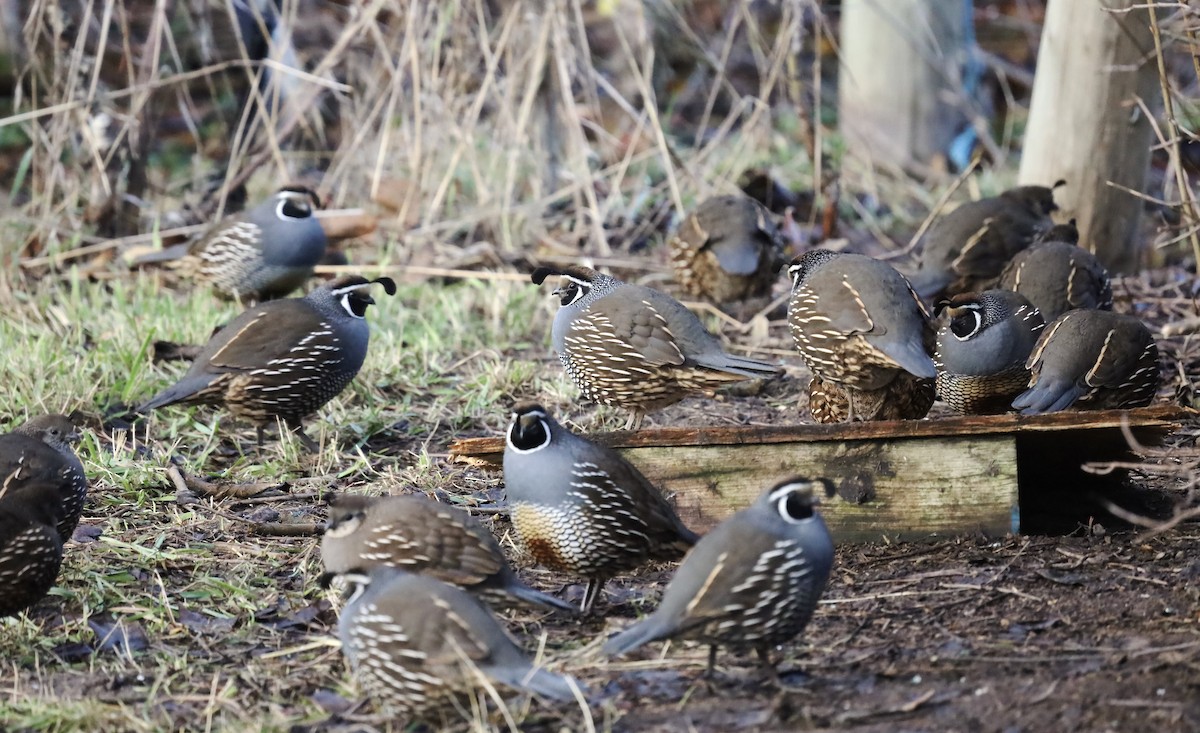 California Quail - ML647042878