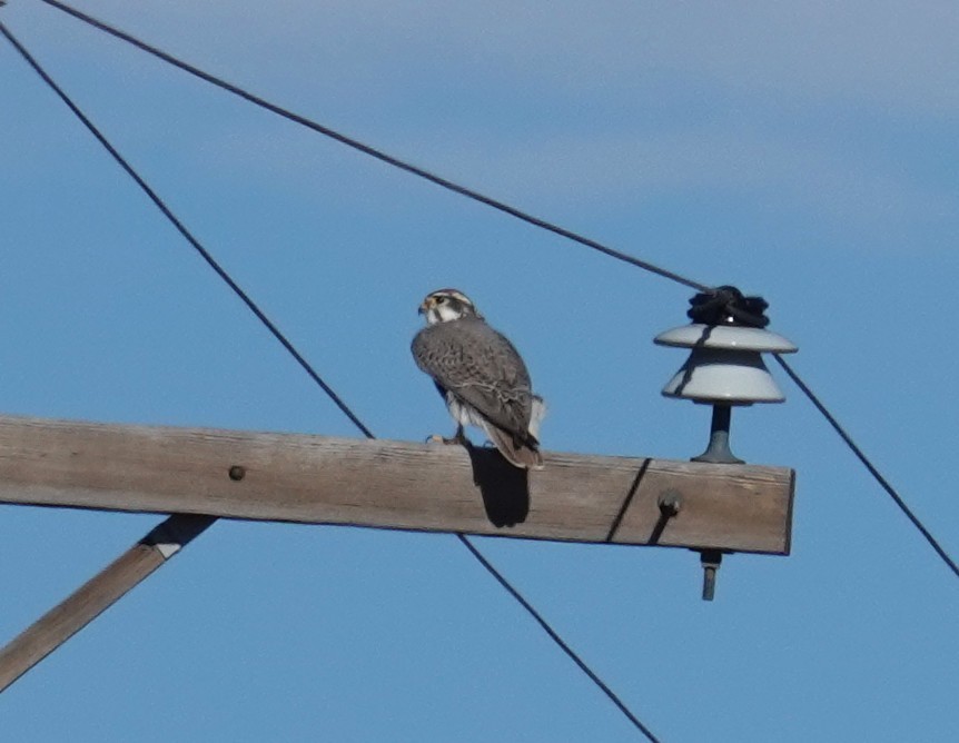 Faucon des prairies - ML647042888