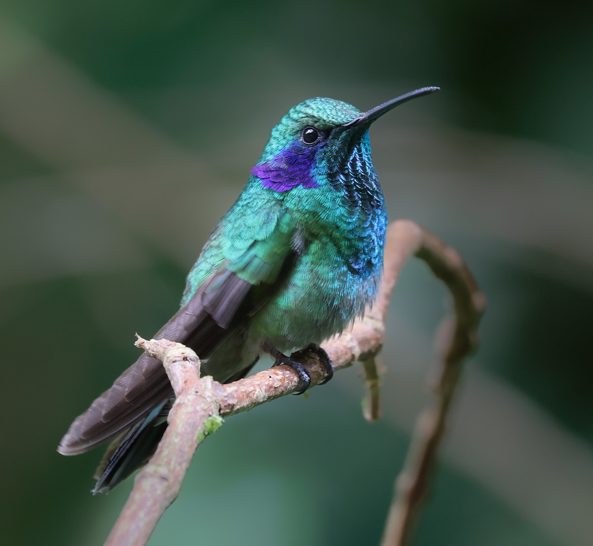 Lesser Violetear - ML647042889