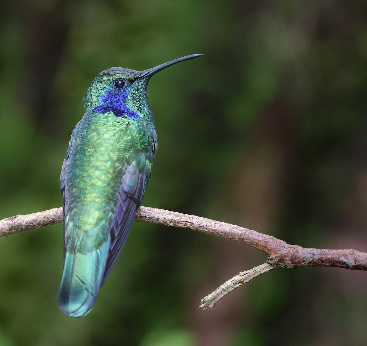 Lesser Violetear - ML647042890
