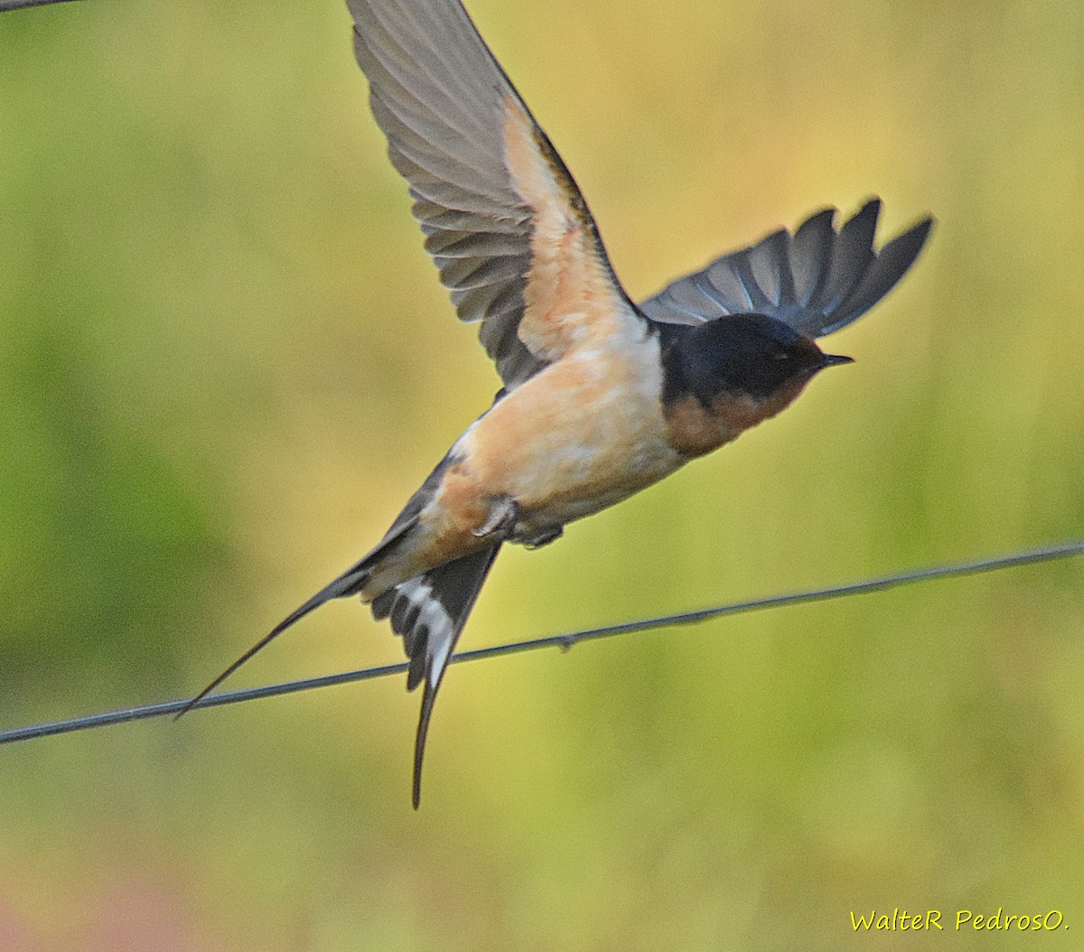 vlaštovka obecná - ML647042891