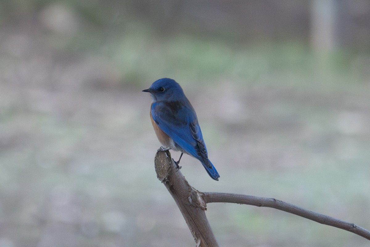 Batılı Mavi Ardıç - ML647042892