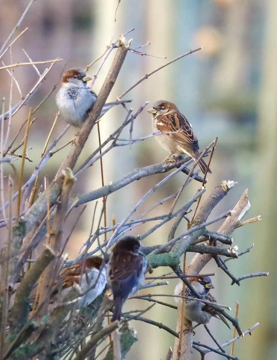 House Sparrow - ML647042898