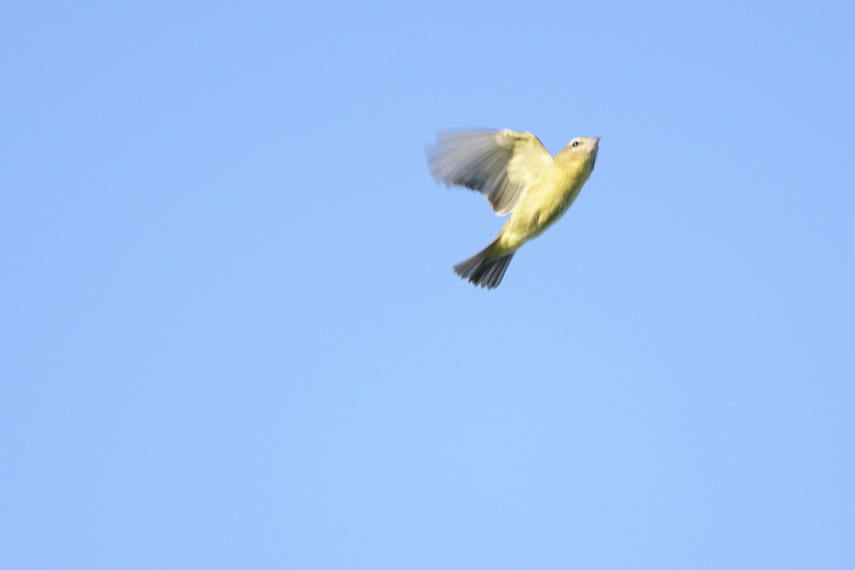 Bireo filadelfiarra - ML647042900