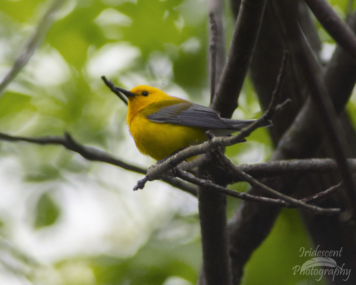 Prothonotary Warbler - ML647042905