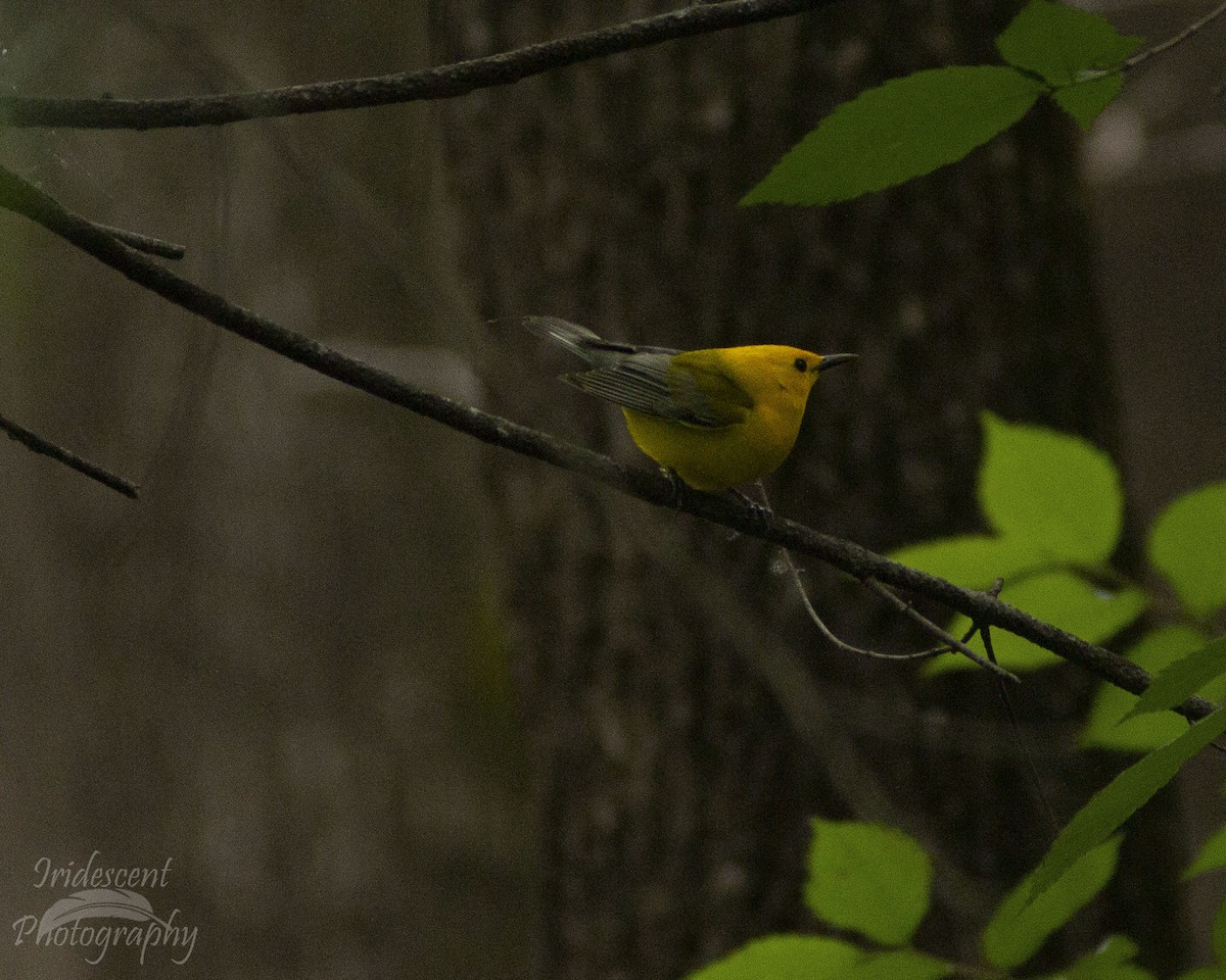 Prothonotary Warbler - ML647042906
