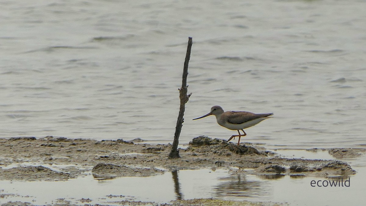 Terek Sandpiper - ML647042909