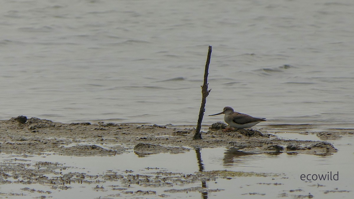 Terek Sandpiper - ML647042912