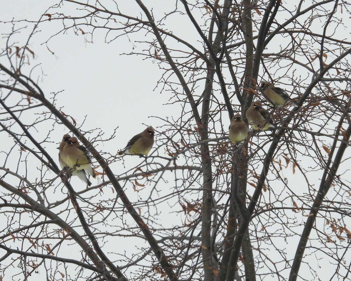 ヒメレンジャク - ML647042914