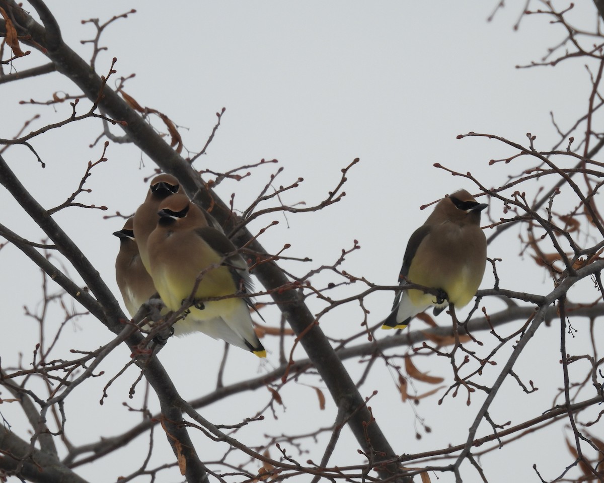 ヒメレンジャク - ML647042915