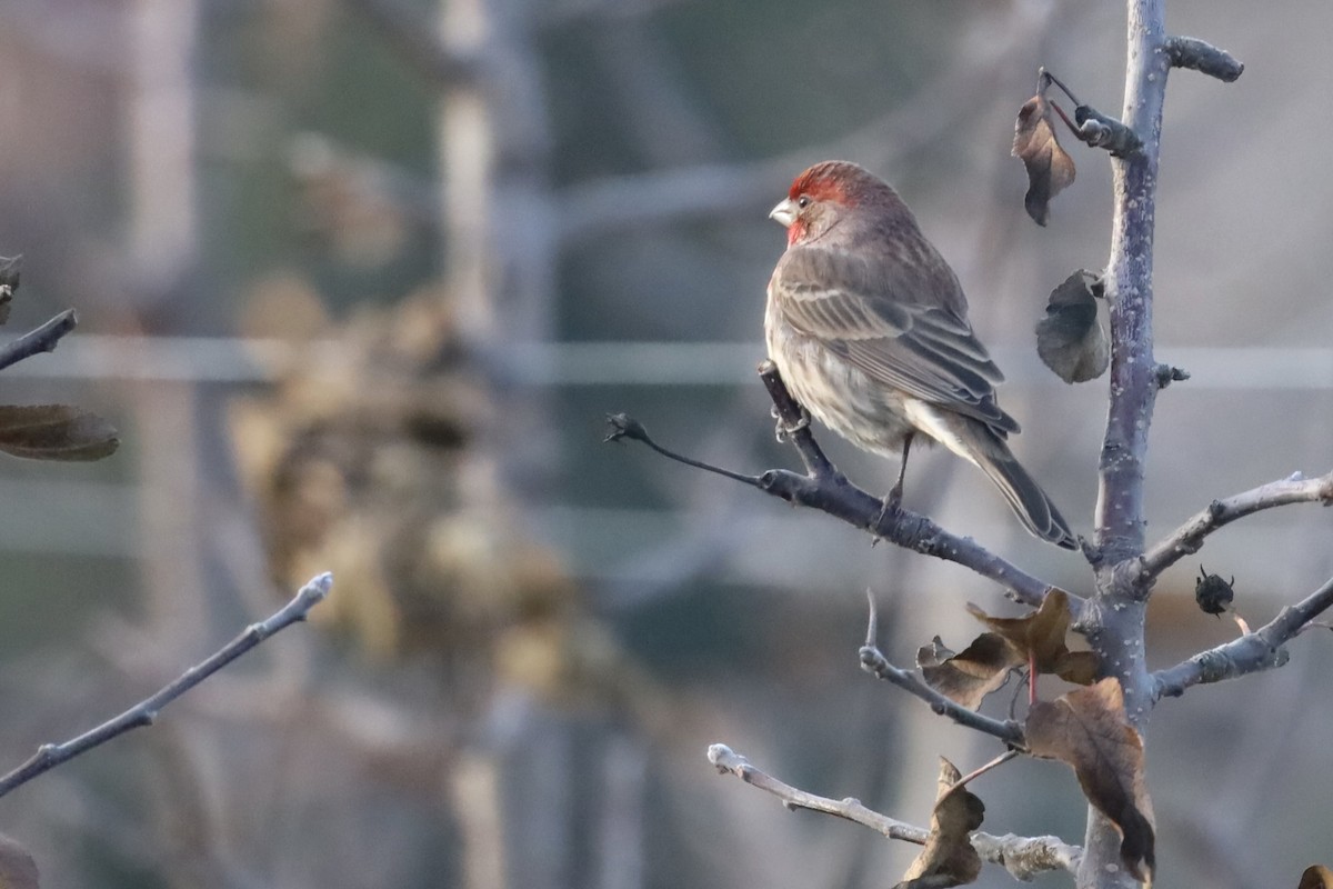 House Finch - ML647042916