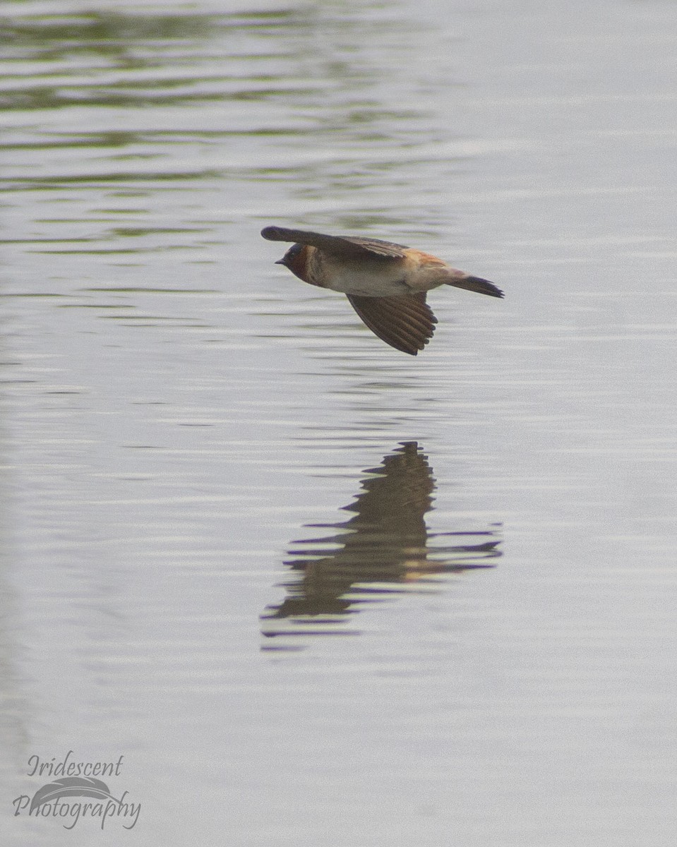 סנונית אמריקנית - ML647042919