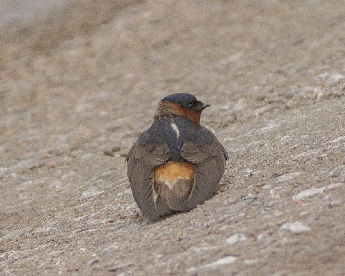 סנונית אמריקנית - ML647042920