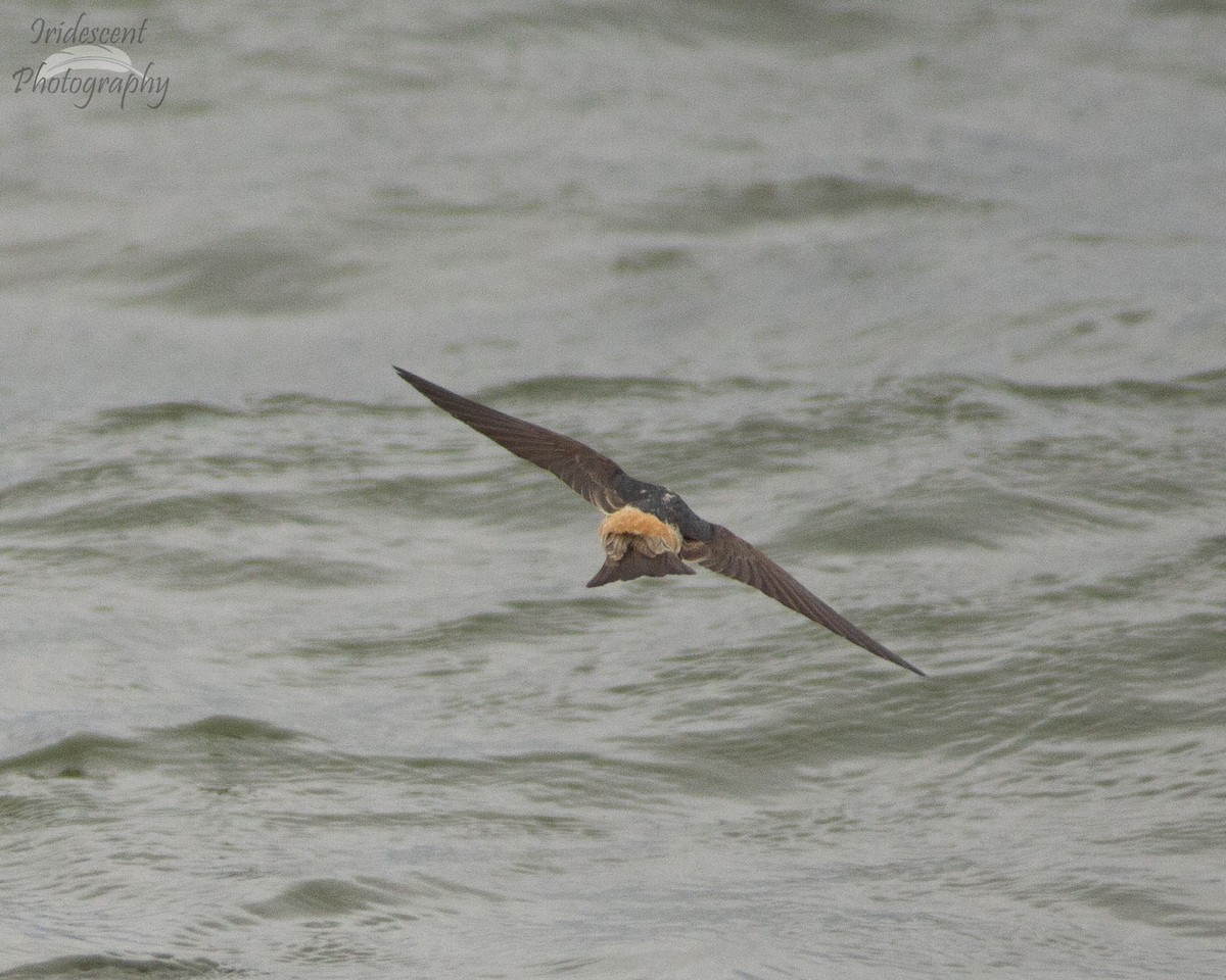 סנונית אמריקנית - ML647042921