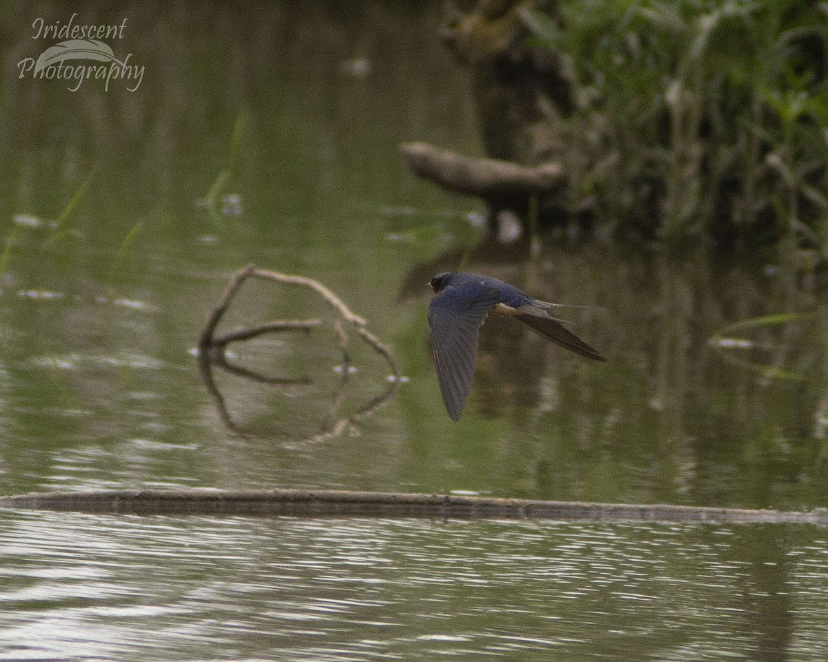 vlaštovka obecná - ML647042924