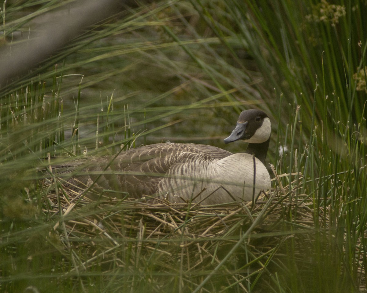 Canada Goose - ML647042928
