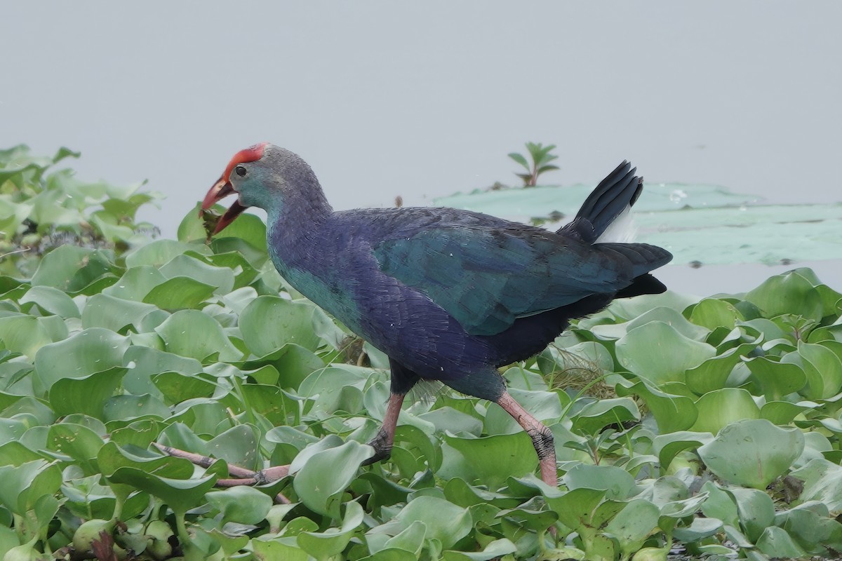 Uroilo urdin burugrisa - ML647042936