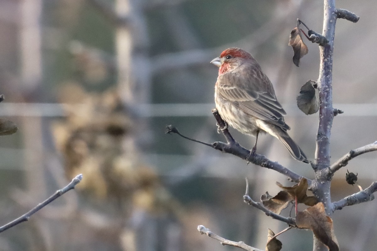 House Finch - ML647042951