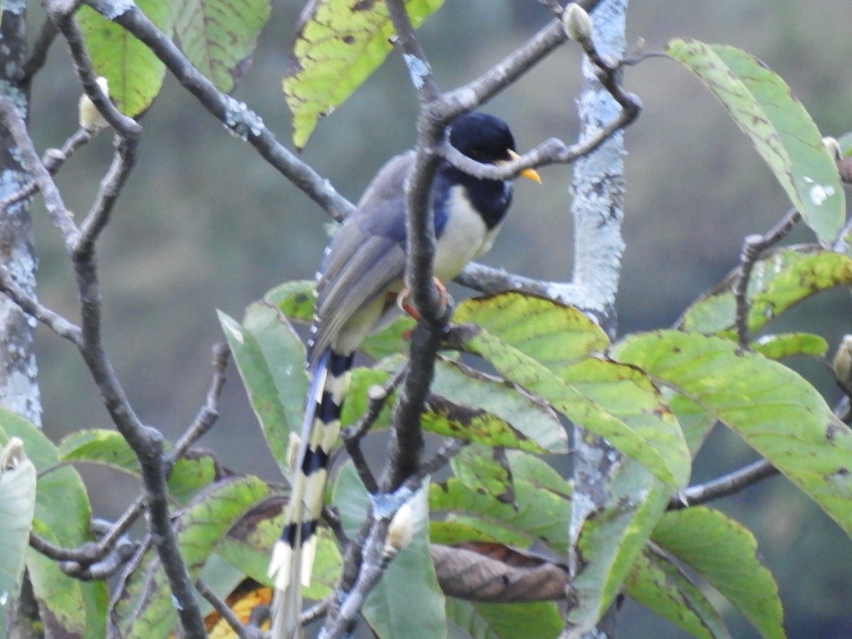 Yellow-billed Blue-Magpie - ML647042954