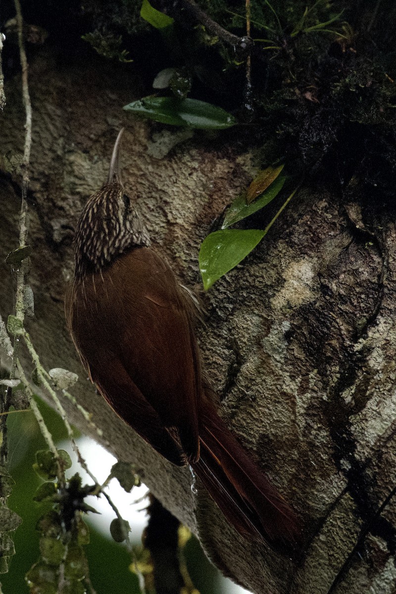 Streak-headed Woodcreeper - ML647042958