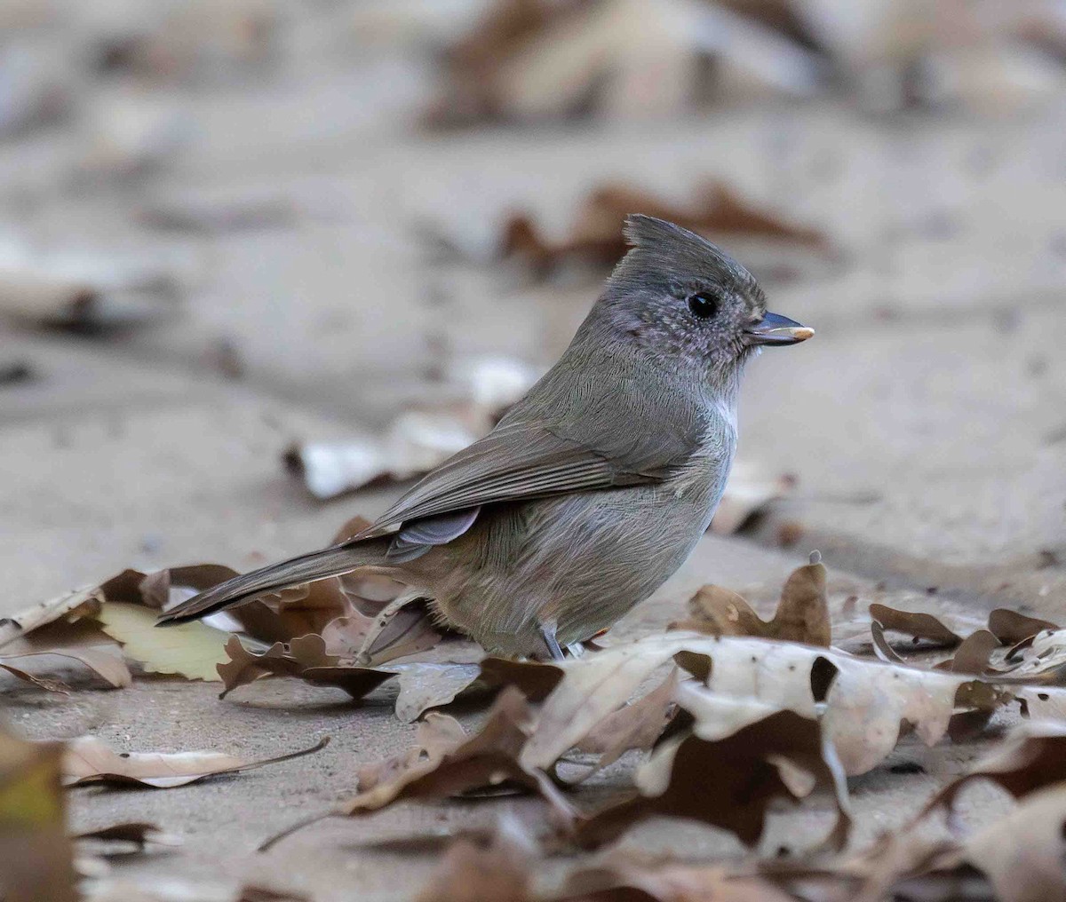 Oak Titmouse - ML647042962