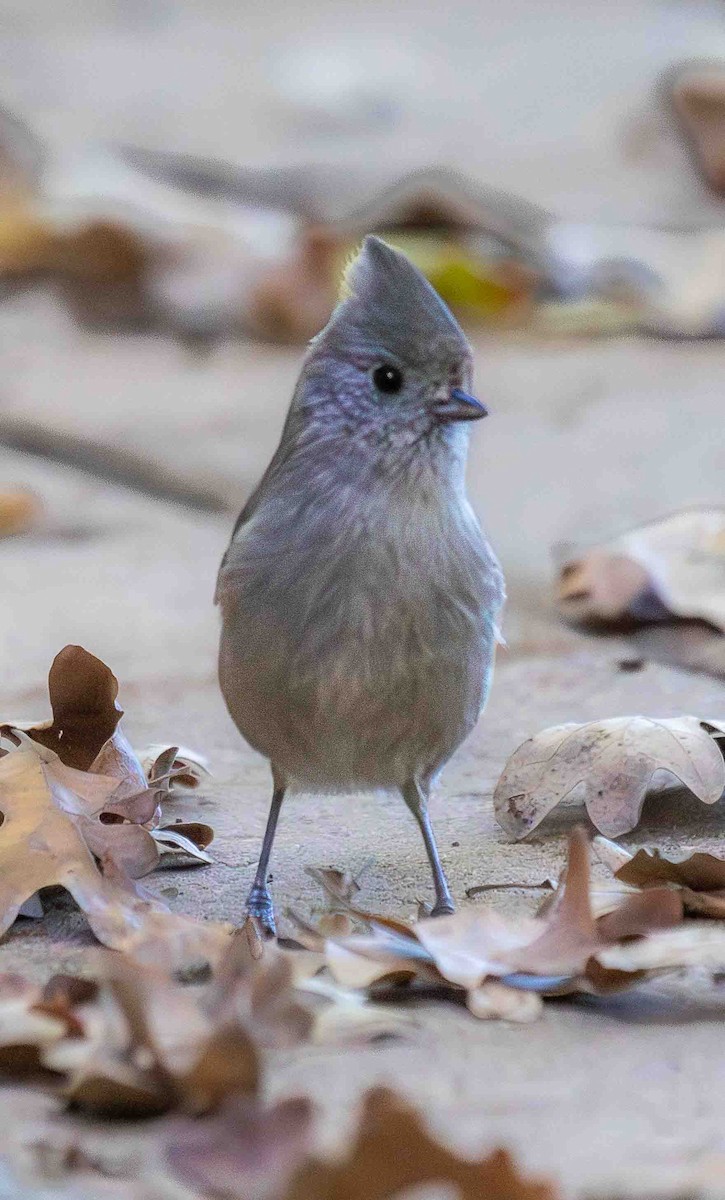 Oak Titmouse - ML647042963