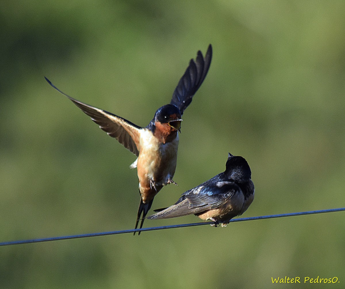 vlaštovka obecná - ML647042966