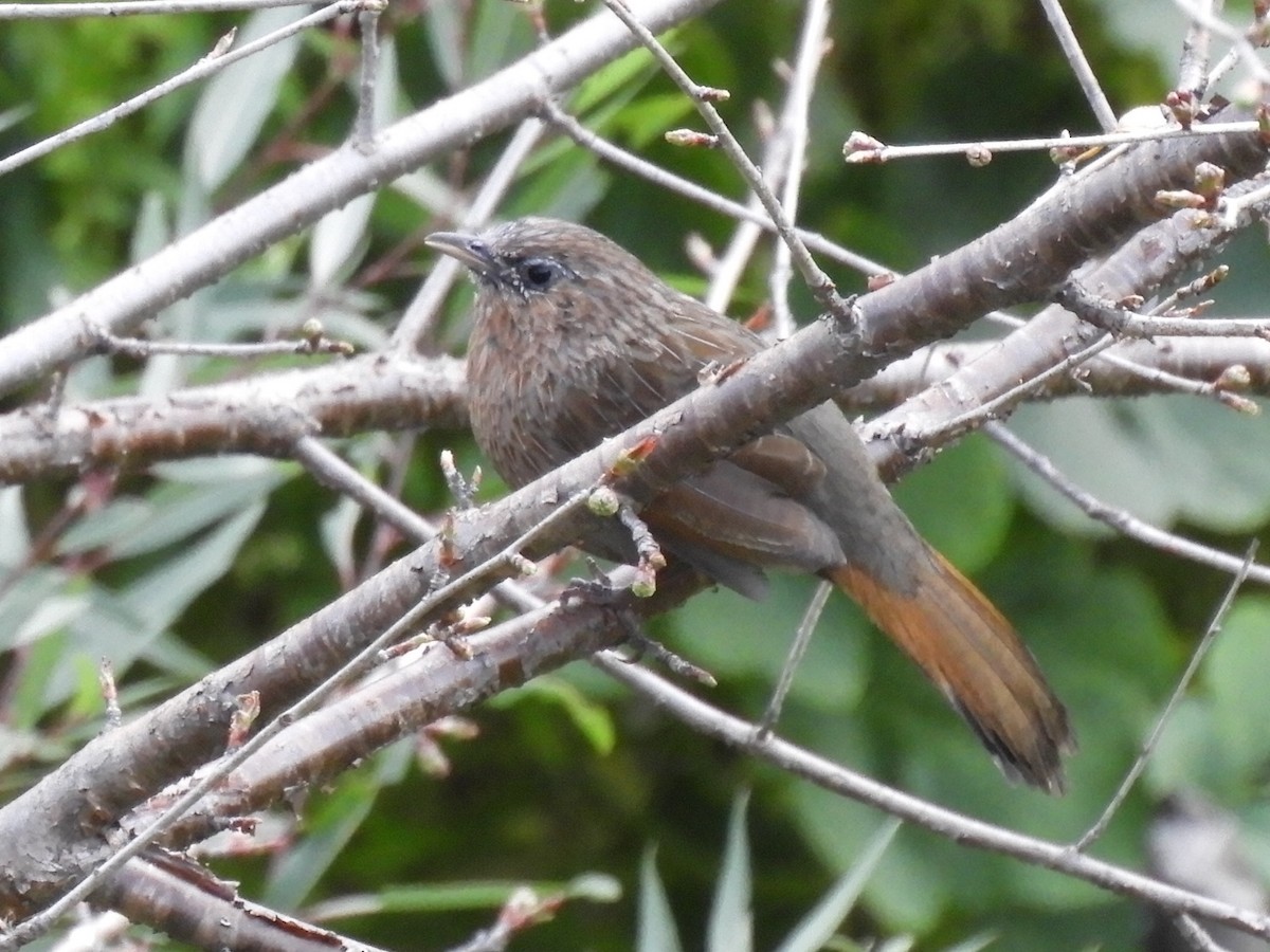 Streaked Laughingthrush - ML647042970