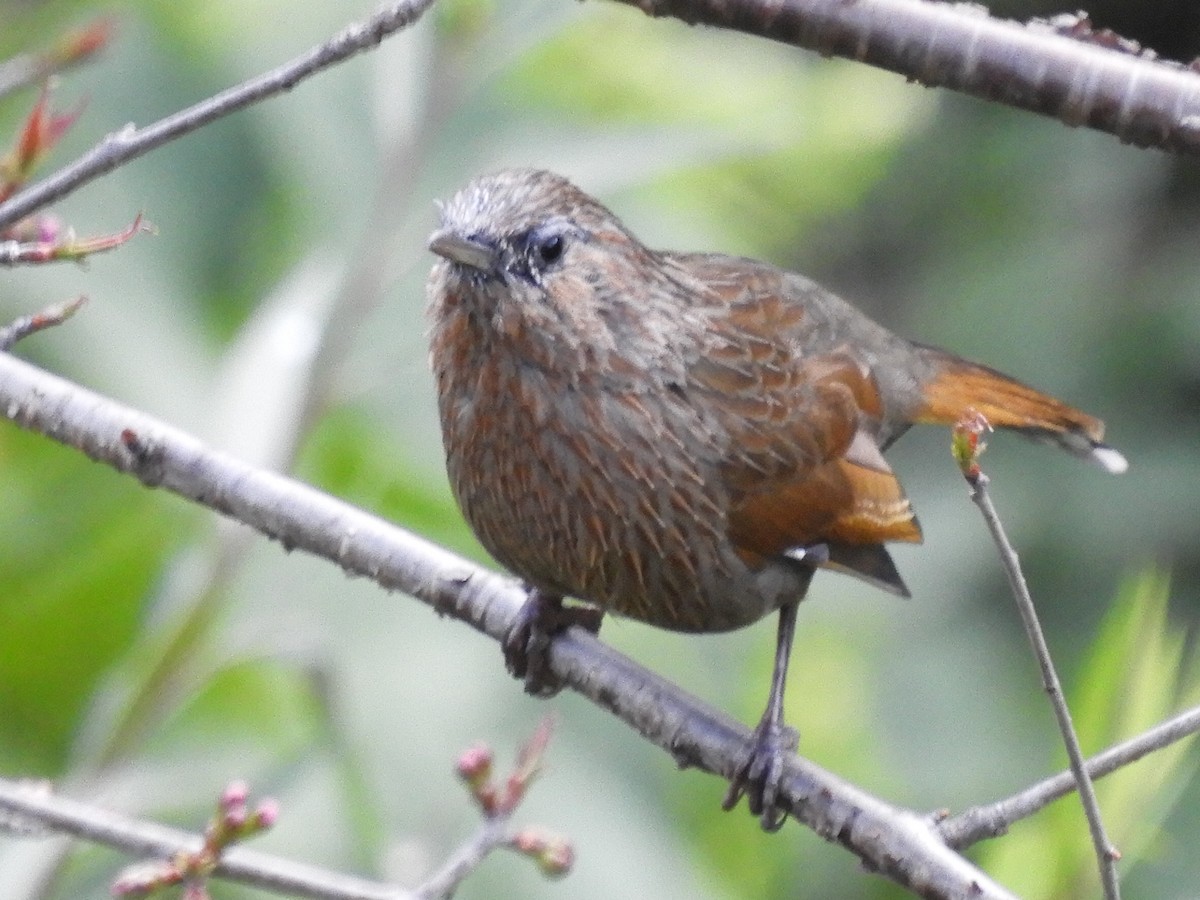 Streaked Laughingthrush - ML647042971